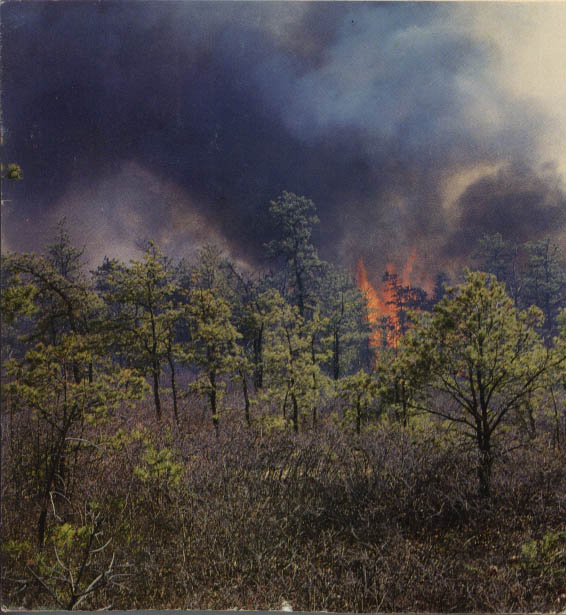 The Pine Bush on Fire