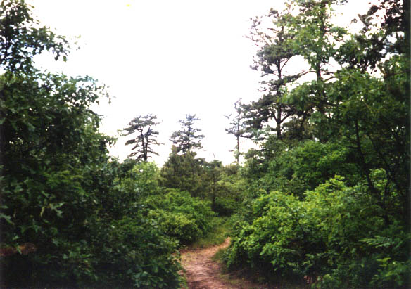 Path in the Pine Bush