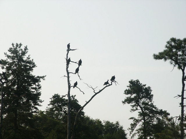 Turkey Vultures