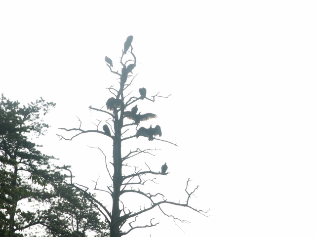 Turkey Vultures