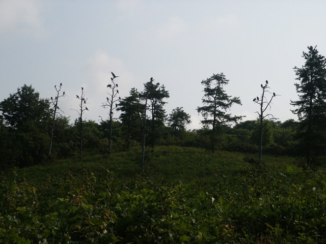Turkey Vultures