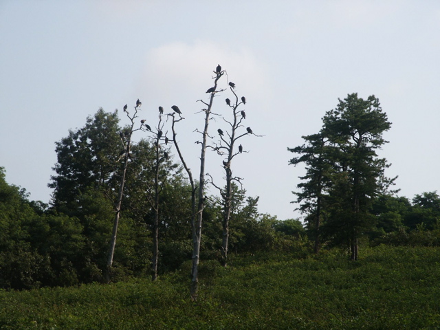 Turkey Vultures
