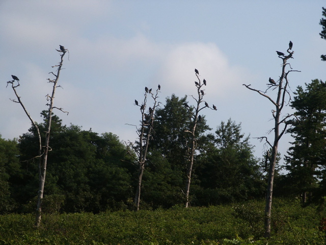 Turkey Vultures