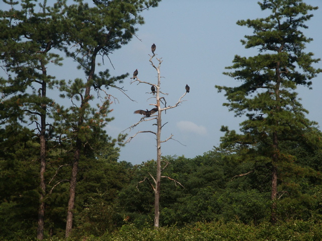 Turkey Vultures