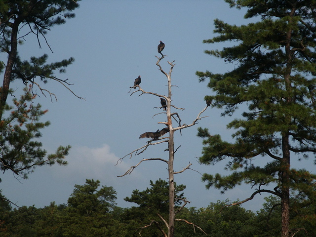 Turkey Vultures