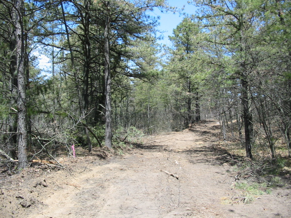 Bulldozed road