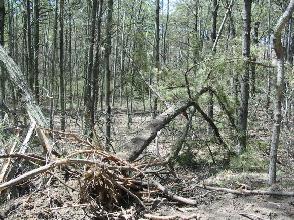 Uprooted tree