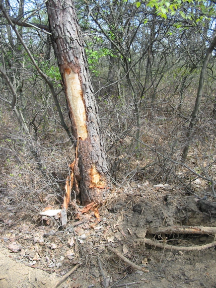 Damaged pitch pine