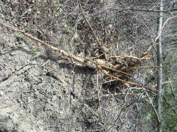 Pitch pine pulled out by roots