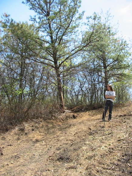 Bulldozed sand dune