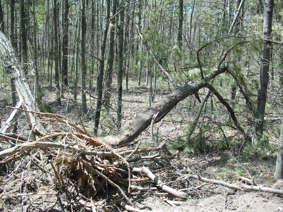 Uprooted pitch pine tree