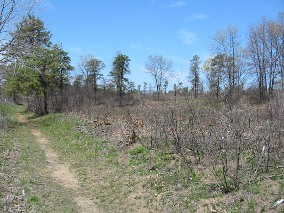 Classic Pine Bush