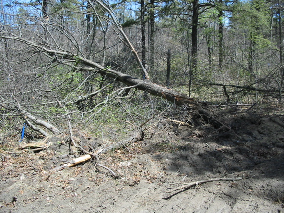 Downed tree