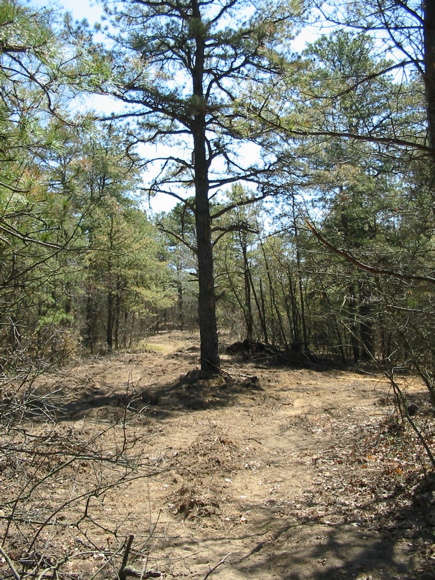 Bulldozed Around Tree