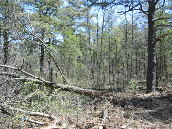 Downed tree