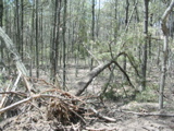 Uprooted tree