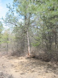 Bulldozed