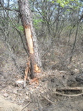 Damaged pitch pine