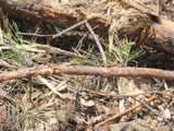 Close-up of damaged pitch pine