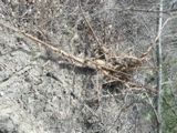 Pitch pine pulled out by roots