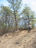 Bulldozed sand dune
