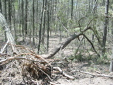 Uprooted pitch pine tree