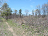 Classic Pine Bush