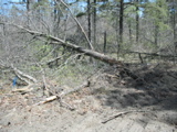 Downed tree