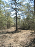 Bulldozed Around Tree