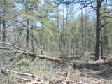 Downed tree