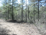 Bulldozed