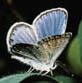 Karner Blue Butterfly