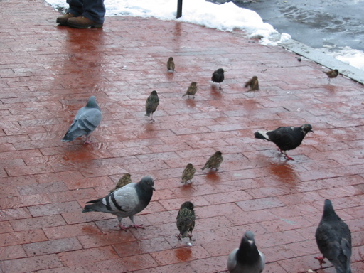 Birds
