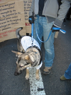 That Peace Puppy Again!