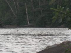 IMG_2308.JPG