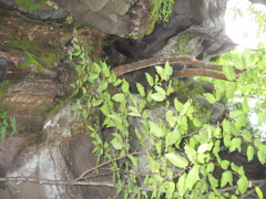 IMG_2369.JPG