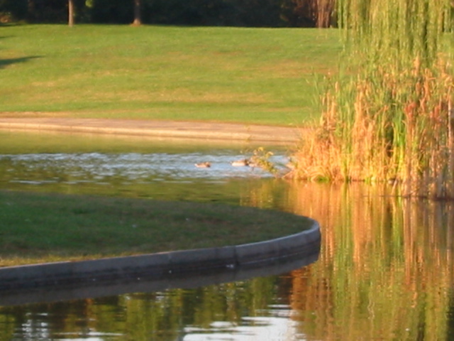 Pond