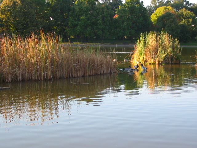 Pond