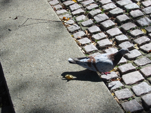 A cool pigeon