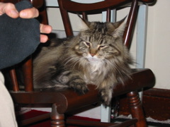 Katekka