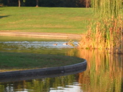 Pond