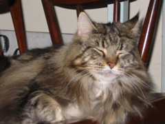 Katekka