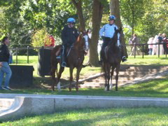 Cops on horses