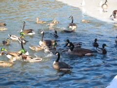 IMG_3376.JPG