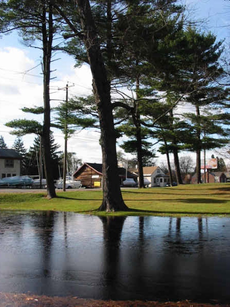 Stanford pines along route 5 or Albany Turnpike