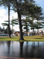 Stanford pines along route 5 or Albany Turnpike