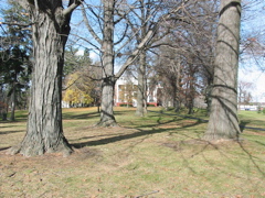 Large trees with house in back